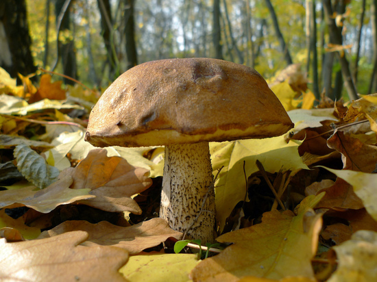 Грибы пропали: в лесах под Москвой тотальный неурожай