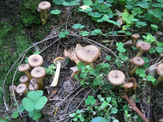 В подмосковных лесах появились опята трёх времён года