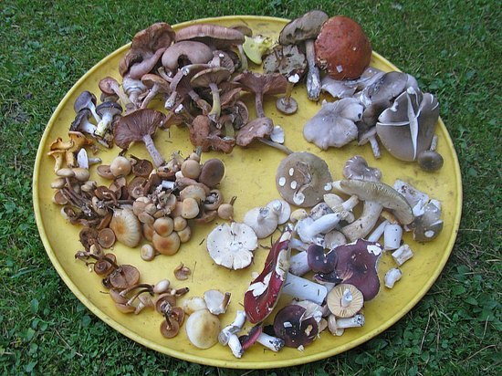 Грибы в октябре: остались опята и говорушки