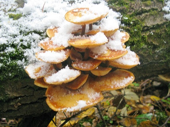 На финише грибного сезона