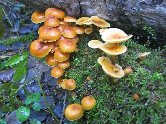 Грибы предзимья: в Подмосковье еще можно найти опята