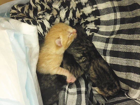 Фото: social.mk.ru