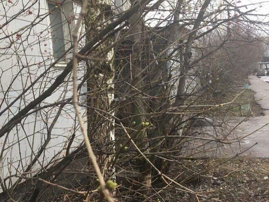 Cюрпризы теплого декабря: почки у сирени, опята на пнях