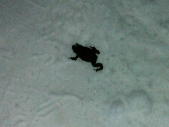 В Балашихе из-за потепления вылезли на снег жабы