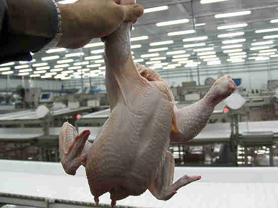 Российскую курятину признали опасной для жизни: накачана антибиотиками и бактериями