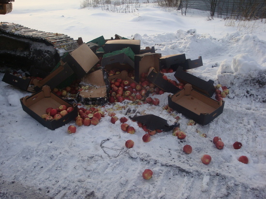 Бульдозером по яблокам: в Ярославской области уничтожили санкционные яблоки и капусту