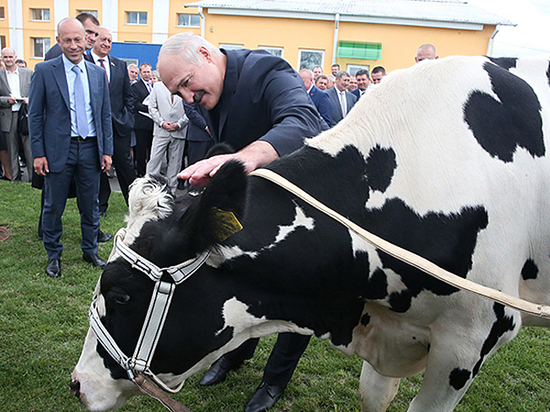 России грозит дефицит плюшек и сыра из-за запрета белорусского молока