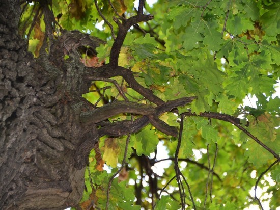 Два вековых дерева в Тамбовской области признаны памятниками природы