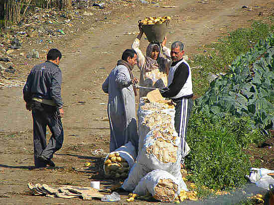Россия останетя без египетского картофеля: новое эмбарго грозит ростом цен
