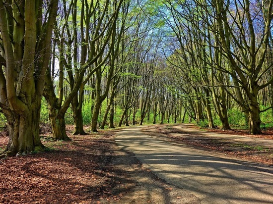 В Подмосковье появились первые съедобные грибы