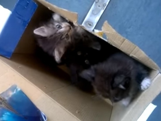 В Новосибирске электричку эвакуировали из-за коробки с котятами