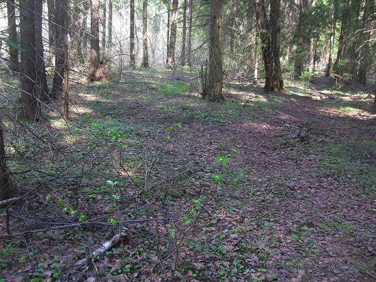 В Подмосковье замечен дефицит майских грибов