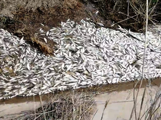 В Астраханской области снова произошла массовая гибель рыбы