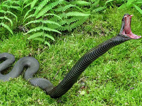 Змея на даче: как избежать нежелательного 