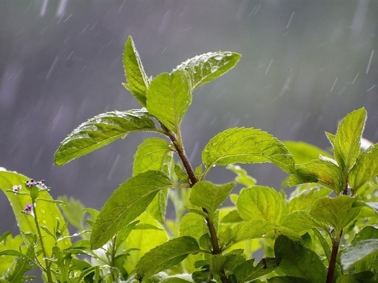 Остаток мая принесет в столичный регион «грибные дожди»