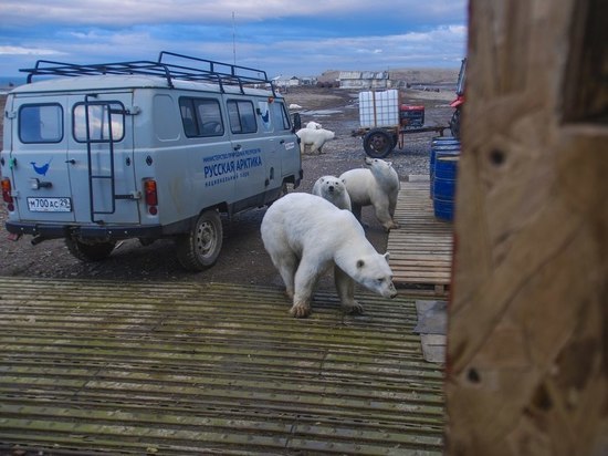 «На острове Врангеля обнаружили 200 медведей в одном месте – абсолютный рекорд» 