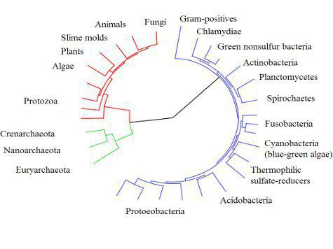 эволюция генные мутации генетика биология