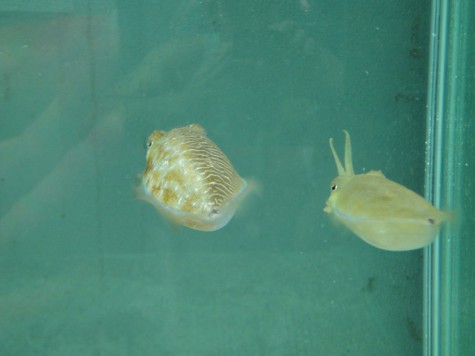Самка каракатицы и пока не переоблачившийся в самку самец