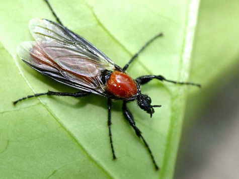 насекомые мухи подмосковье