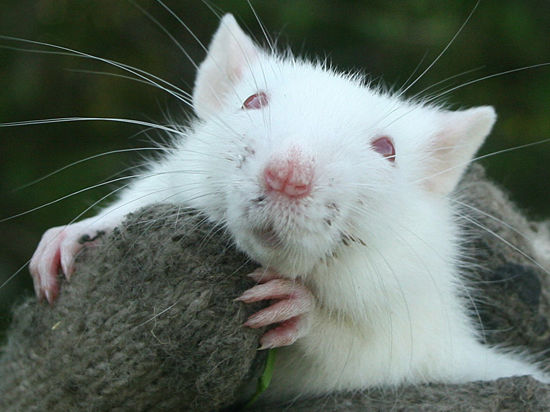 Канализацию очистит мышь в облике растения