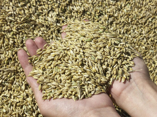 Россия стала одним из лидеров мирового экспорта зерна