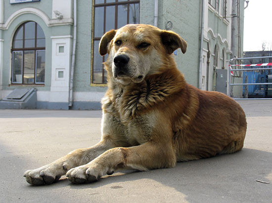 В Москве собакам и кошкам хотят вернуть паспорта
