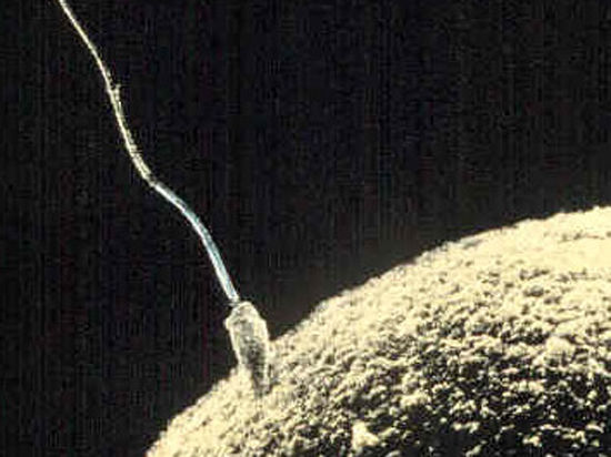 Доноры спермы: нужна ли анонимность?