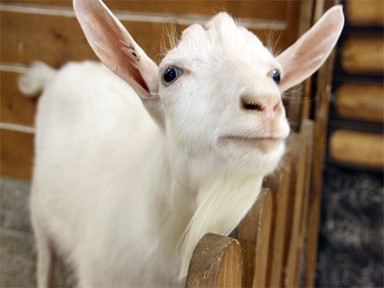 В Уфе символы 2015-го — козы и овцы — борются за сферы влияния