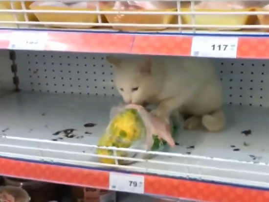 Приключения котов в магазинах: по всему миру сняли видео а-ля Владивосток
