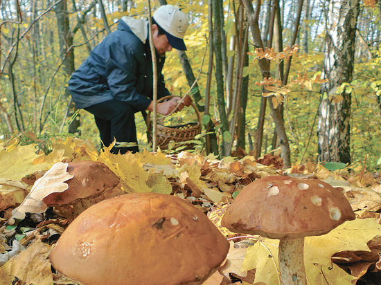 Небывалый урожай грибов — к войне? Специалисты прокомментировали народные приметы