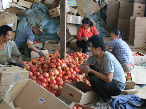  Поднебесный помидор. Китайские фермеры в России: зло или благо?  - фото 1