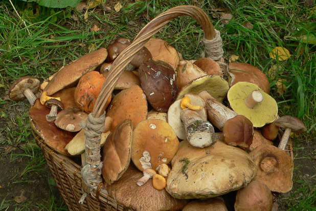 Где собирать грибы опаснее всего: советы российского биолога - МК
