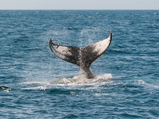 Подробности: кит, застрявший в Приморской реке, проходил «обряд очистки»