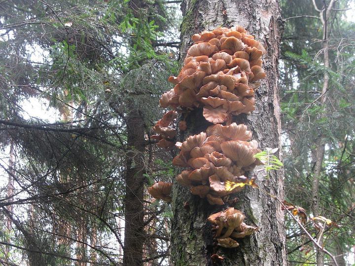 Осенние И Зимние Опята Фото Осенние И Зимние Опята Фото