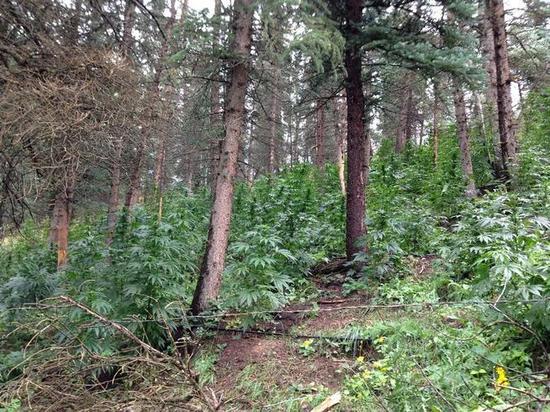 В лесу конопля составляющие марихуаны