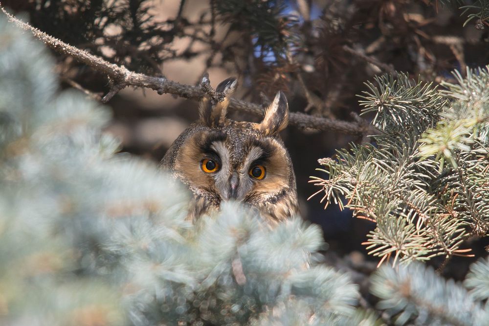 Новогодняя сова. Соломонская ушастая сова. Лесной сыч неясыть. Соломонская ушастая сова. Новогодняя сова.
