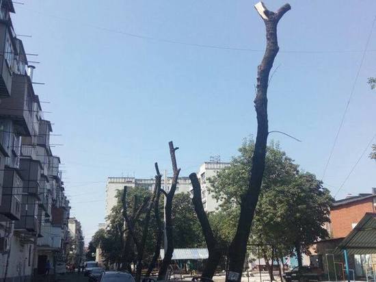 Зачем в Нальчике воюют с деревьями?
