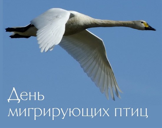 Птицы Иваново Фото
