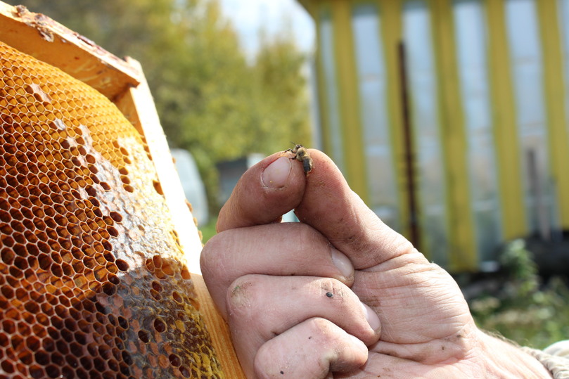 Что делает пчеловод. Пчеловод профессия. Старинная сетка пчеловода. Пчеловоды трактористы. Пчеловод перевод.