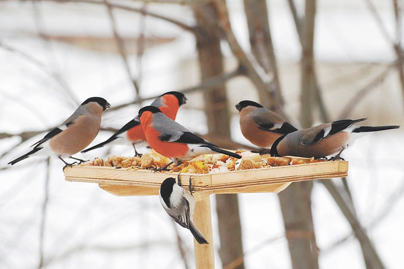 Орнитологи запретили кормить птиц пшеном и черным хлебом - МК
