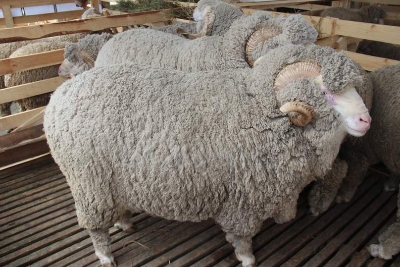 Овцы купить в ставропольском. Грозненский меринос баран. Сальский меринос порода овец. Волгоградская тонкорунная порода овец. Грозненская тонкорунная порода овец.