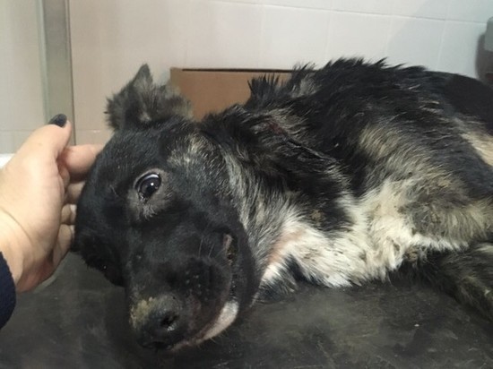 Купить Собаку В Рязани И Рязанской Области