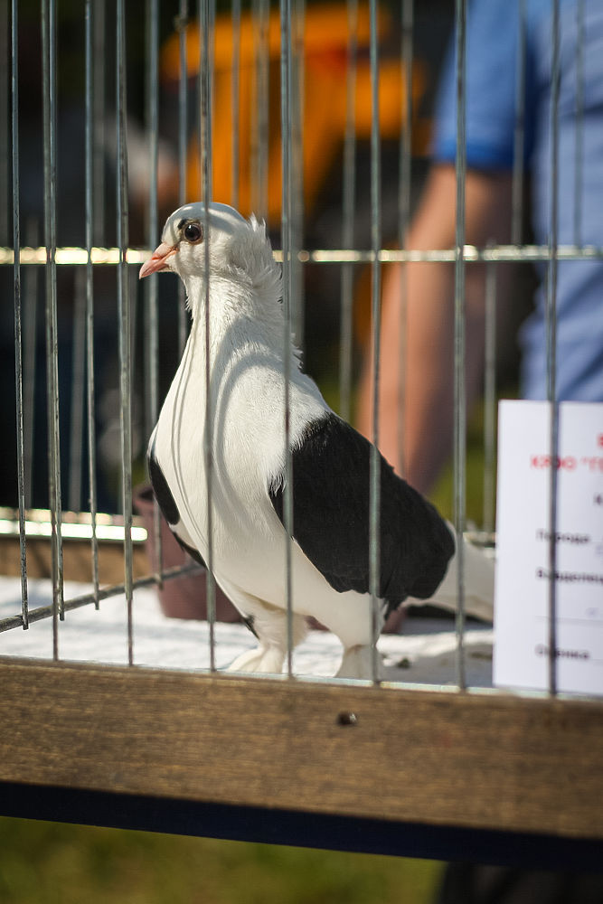 Выставка голубей, с.Зарубино, 27.06.2019г.