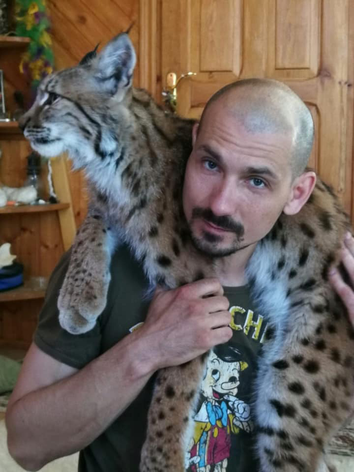 Кошки Рыси Домашние Фото Кошки Рыси Домашние Фото