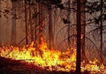 На покупку лесопожарной техники Башкирия дополнительно получит 34,5 млн рублей