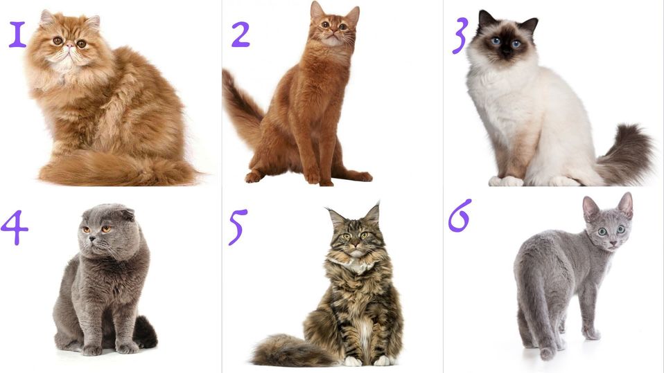 Тест: выбери кошку, и мы расскажем о твоем характере - МК Барнаул