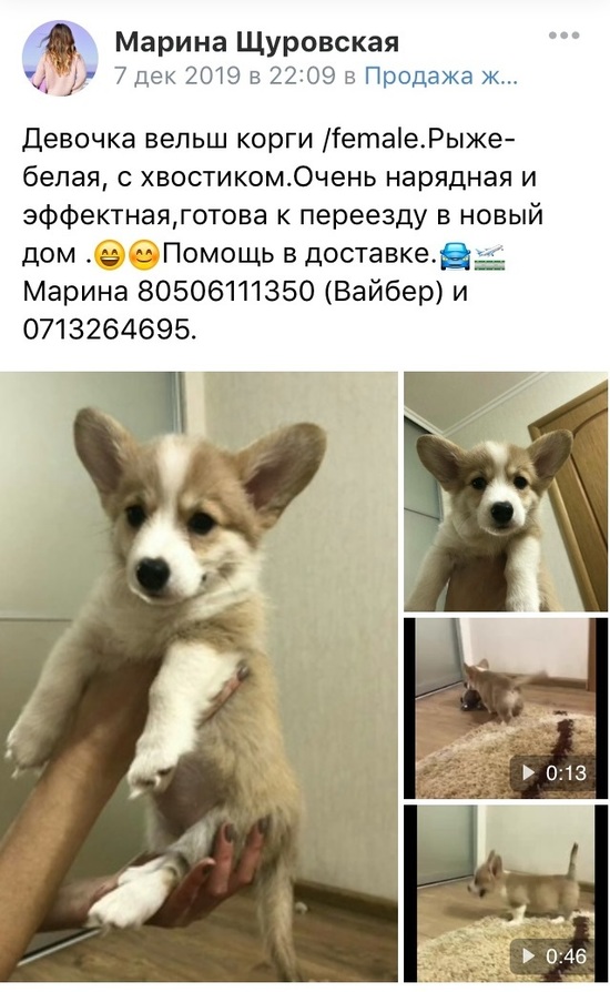 Собака Корги Фото Цена Купить В Москве Собака Корги Фото Цена Купить В Москве