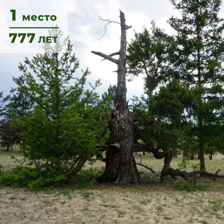 Фото Самого Дерева Фото Самого Дерева