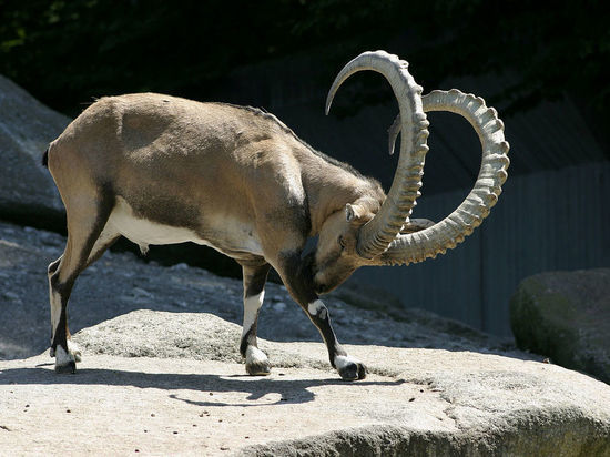 Нубийский горный козел (лат. Capra nubiana)