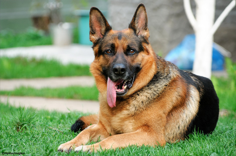 ТОП-10 самых сильных пород собак в мире - МК Рязань